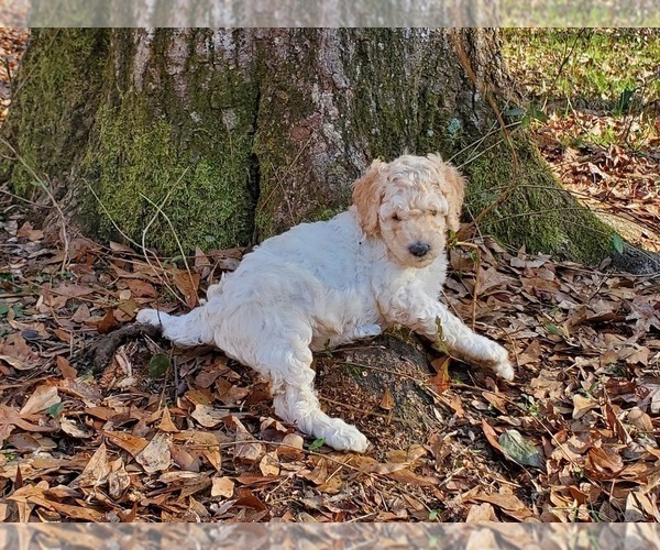Medium Photo #13 Goldendoodle Puppy For Sale in ATHENS, GA, USA