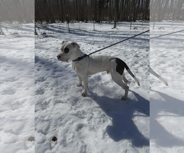 Medium Photo #20 Mutt Puppy For Sale in Rustburg, VA, USA