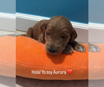 Puppy Aurora Goldendoodle
