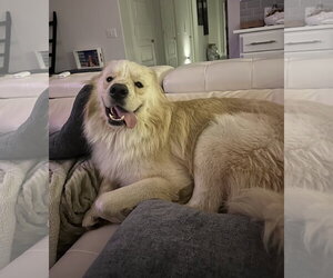 Golden Pyrenees Dogs for adoption in Dallas, TX, USA