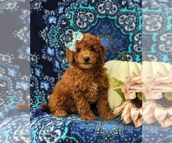 Medium Photo #1 Goldendoodle (Miniature) Puppy For Sale in COCHRANVILLE, PA, USA