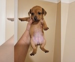 Puppy Cinnamon Chiweenie