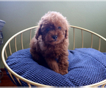 Small #4 Poodle (Toy)