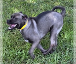 Small #2 Pug Mix