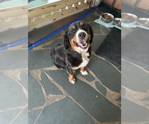 Medium Photo #1 Bernese Mountain Dog-Siberian Husky Mix Puppy For Sale in COATS, NC, USA