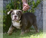 Puppy 1 English Bulldog