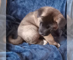 Small Photo #6 Akita Puppy For Sale in LIVINGSTON, MT, USA