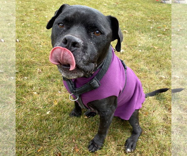 Medium Photo #27 American Pit Bull Terrier Puppy For Sale in Fargo, ND, USA