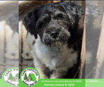 Small Havanese