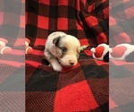Small Photo #26 Miniature Australian Shepherd Puppy For Sale in QUINCY, CA, USA