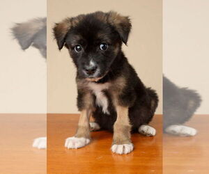 Labrador Retriever-Unknown Mix Dogs for adoption in Garner, NC, USA