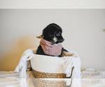 Small Photo #6 Miniature Australian Shepherd Puppy For Sale in FORT RUCKER, AL, USA