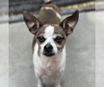 Small #3 Chihuahua Mix