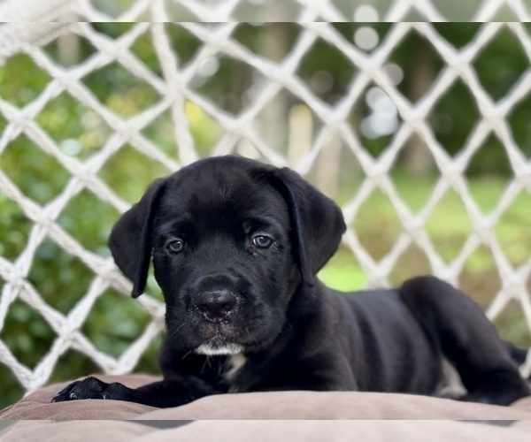 Medium Photo #3 Cane Corso Puppy For Sale in NEWTON, NJ, USA