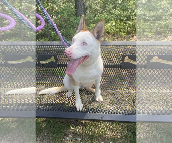 Medium Photo #5 Huskies -Unknown Mix Puppy For Sale in Chester, NJ, USA