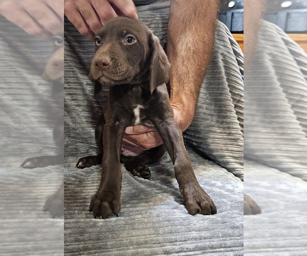 Medium Photo #4 German Shorthaired Pointer Puppy For Sale in FLIPPIN, AR, USA