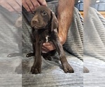 Small #3 German Shorthaired Pointer