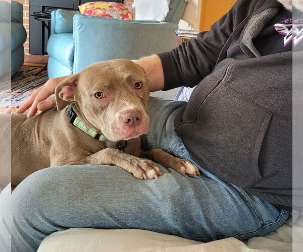 Medium Photo #2 American Pit Bull Terrier-Unknown Mix Puppy For Sale in Millersville, MD, USA