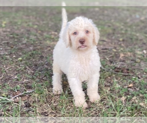 Medium Photo #9 Goldendoodle Puppy For Sale in CANON, GA, USA