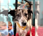 Small #2 Border Collie Mix