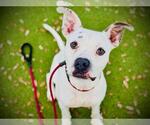 Small American Pit Bull Terrier Mix