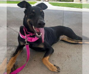 German Shepherd Dog-Unknown Mix Dogs for adoption in Las Vegas, NV, USA