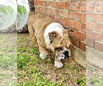 Small #3 Bulldog