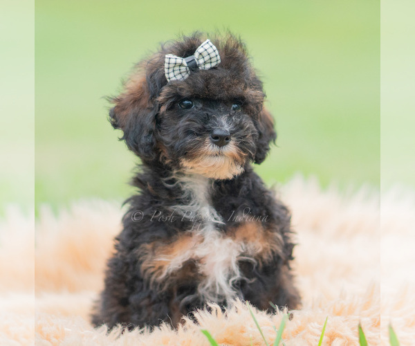 Medium Photo #2 Poodle (Miniature) Puppy For Sale in WARSAW, IN, USA