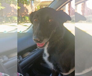 CD : Dolly - Female German Shepherd Dog-Unknown Mix Dog for Adoption - Photo #3