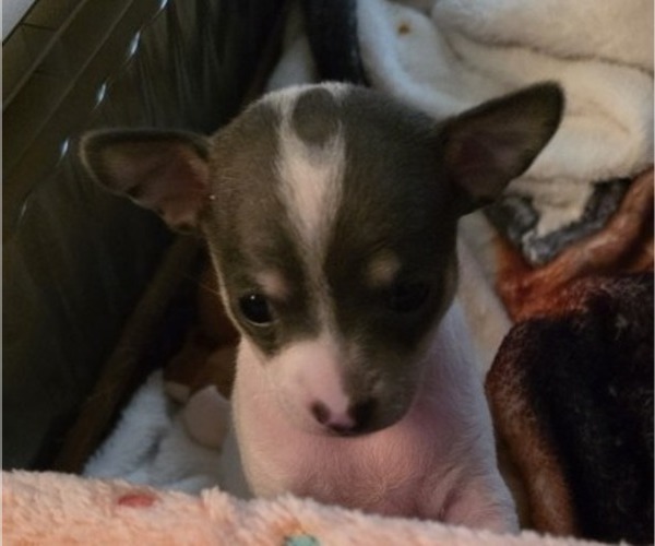 Medium Photo #6 Chihuahua Puppy For Sale in MIDDLEBURG, PA, USA