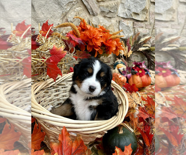 Medium Photo #22 Bordernese Puppy For Sale in LATROBE, PA, USA
