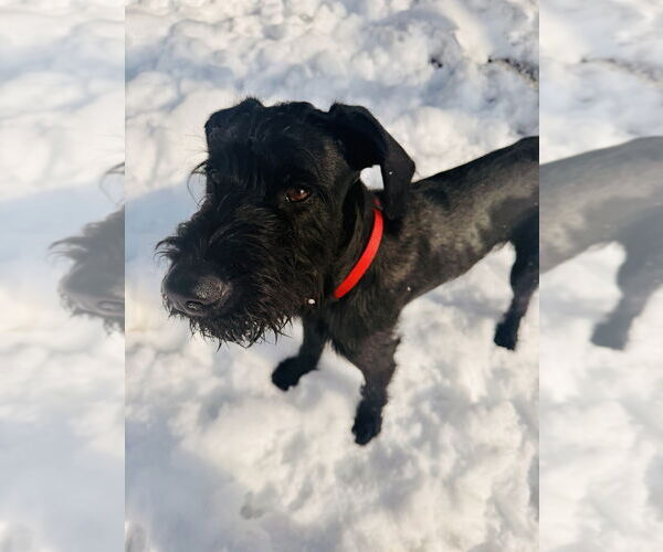 Medium Photo #10 GIANT SCHNAUZER -German Shorthaired Pointer Mix Puppy For Sale in Oak Bluffs, MA, USA