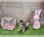 Small #17 Catahoula Leopard Dog