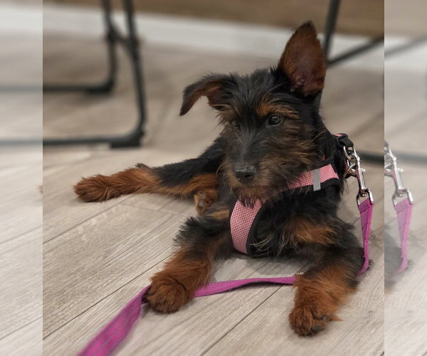 Medium Photo #5 Airedale Terrier-Unknown Mix Puppy For Sale in Wheaton, IL, USA