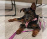 Small #4 Airedale Terrier Mix