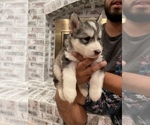 Small Photo #24 Siberian Husky Puppy For Sale in KANSAS CITY, MO, USA