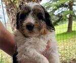Small Photo #3 Bernedoodle Puppy For Sale in BATTLE GROUND, WA, USA