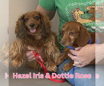 Small #1 Dachshund