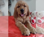 Puppy Puppy 7  Lucy Golden Retriever