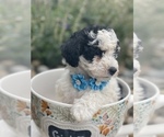 Small Photo #6 Miniature Bernedoodle Puppy For Sale in CENTRALIA, IL, USA