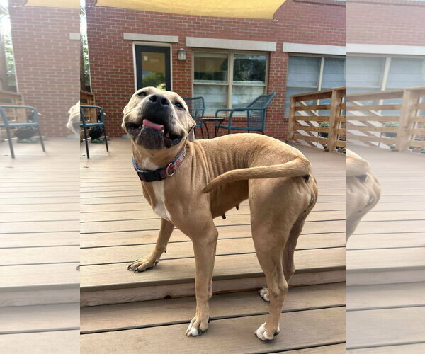 Medium Photo #4 American Pit Bull Terrier-Unknown Mix Puppy For Sale in Germantown, OH, USA