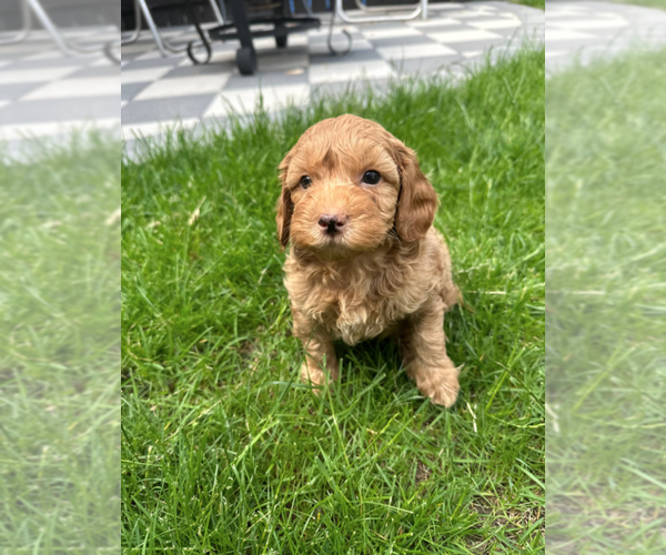 Medium Photo #4 Goldendoodle (Miniature) Puppy For Sale in MILWAUKEE, WI, USA