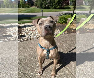 Catherine - Female American Pit Bull Terrier-Unknown Mix Dog for Adoption - Photo #5