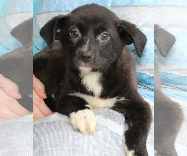 Medium Photo #3 Labrador Retriever-Unknown Mix Puppy For Sale in Prattville, AL, USA