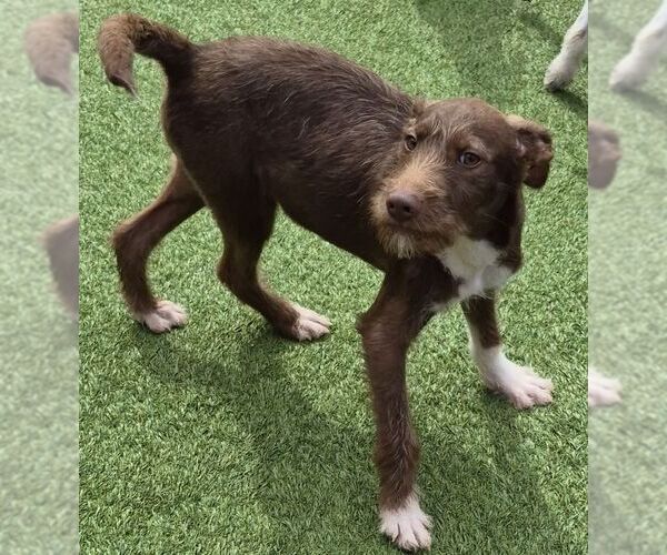 Medium Photo #1 Mutt Puppy For Sale in Carrollton, TX, USA