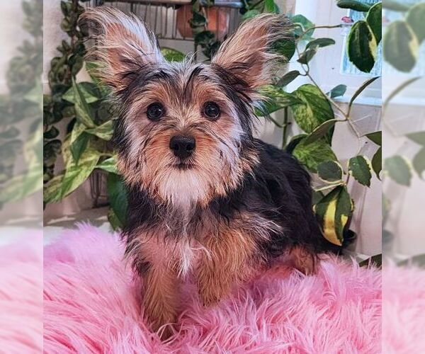 Medium Photo #6 Mutt Puppy For Sale in Tustin, CA, USA