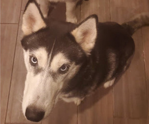 Mother of the Siberian Husky puppies born on 10/30/2021