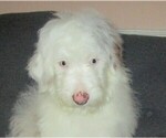 Small Photo #1 Aussie-Poo-Aussiedoodle Mix Puppy For Sale in LINCOLN, AL, USA