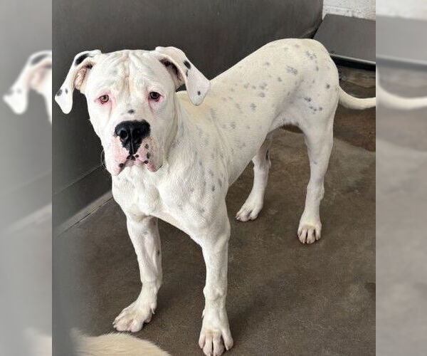 Medium Photo #2 American Bulldog-Unknown Mix Puppy For Sale in San Bernardino, CA, USA
