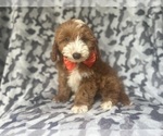 Small #7 Cavapoo
